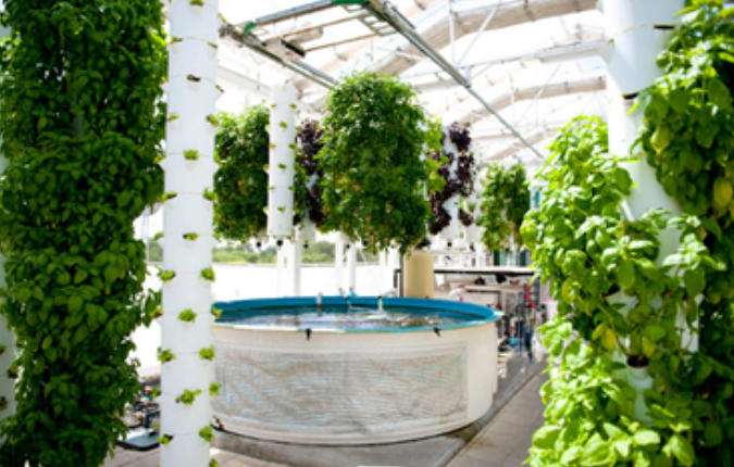 Aquaponic greenhouse fishtank vertical vegetables 03-2022