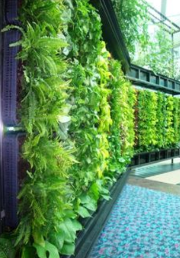 Aquaponics Vertical vegetable wall 03-2022