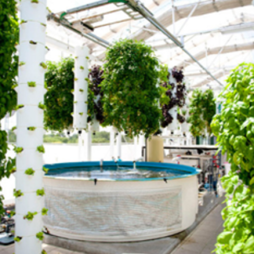 Aquaponic greenhouse fishtank vertical vegetables 03-2022