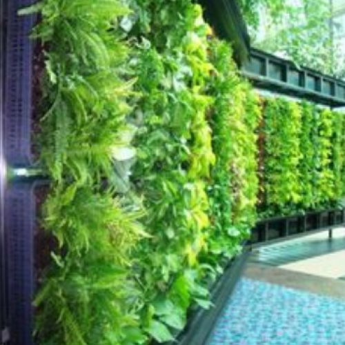 Aquaponics Vertical vegetable wall 03-2022